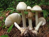 Amanita brunnescens image