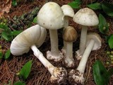 Amanita brunnescens image