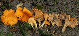 Cantharellus lateritius image