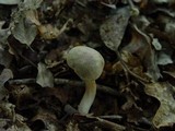 Boletus subtomentosus image