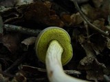 Boletus subtomentosus image