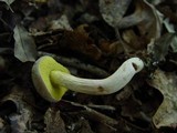Boletus subtomentosus image