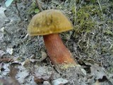 Boletus erythropus image