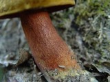 Boletus erythropus image