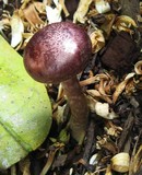 Gymnopilus luteofolius image
