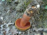 Boletus erythropus image