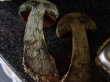 Boletus erythropus image
