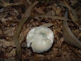 Russula virescens image