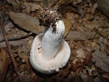 Russula virescens image