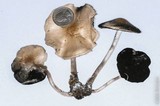 Panaeolus cinctulus image