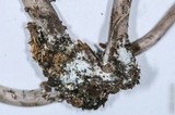 Panaeolus cinctulus image