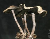 Panaeolus cinctulus image