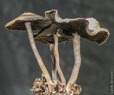 Panaeolus cinctulus image
