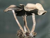 Panaeolus cinctulus image