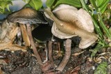 Panaeolus cinctulus image