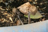 Panaeolus cinctulus image