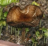 Panaeolus cinctulus image