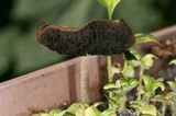 Panaeolus cinctulus image