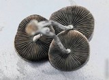 Panaeolus cinctulus image