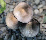 Panaeolus cinctulus image