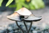 Panaeolus cinctulus image