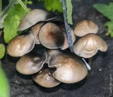 Panaeolus cinctulus image