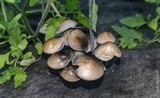 Panaeolus cinctulus image