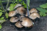 Panaeolus cinctulus image