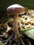 Gymnopilus luteofolius image