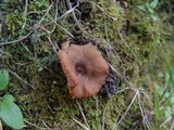 Lactarius camphoratus image