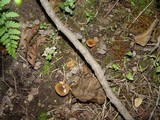 Lactarius camphoratus image