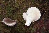 Pleurotus dryinus image