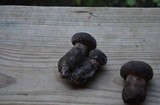Tylopilus alboater image