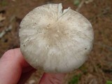 Megacollybia rodmani image