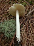 Megacollybia rodmani image
