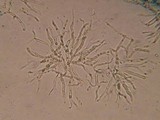 Dacrymyces minor image