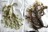 Pseudocyphellaria glabra image