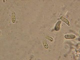 Dacrymyces minor image