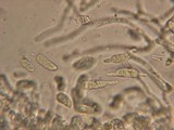 Dacrymyces minor image