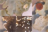 Pseudocyphellaria glabra image