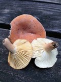 Lactarius hygrophoroides image