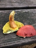Boletus rubellus image