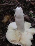 Russula crustosa image