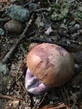 Tylopilus violatinctus image