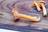 Cantharellus ignicolor image