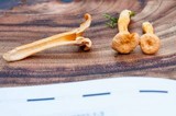 Cantharellus ignicolor image