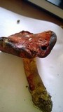 Boletus subluridellus image