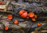 Scutellinia umbrorum image