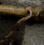 Cudoniella clavus image