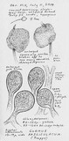 Rhizophagus fasciculatus image